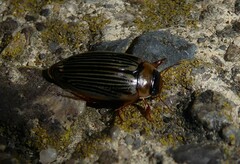 Lancetes lanceolatus