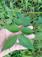 Senna occidentalis