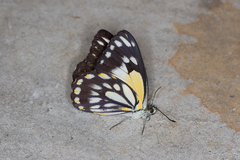Belenois java