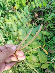 Senna occidentalis
