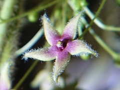 Vincetoxicum hirsutum