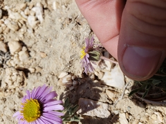 Erigeron pygmaeus