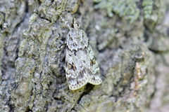 Scoparia basistrigalis