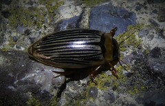 Lancetes lanceolatus