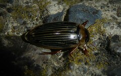 Lancetes lanceolatus