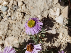 Erigeron pygmaeus