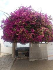 Bougainvillea glabra