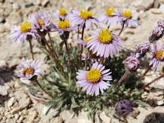 Erigeron pygmaeus