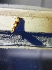 Philenora aspectalella