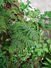 Cheilanthes nudiuscula