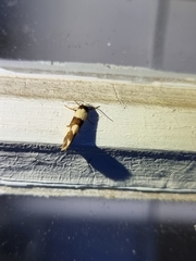 Philenora aspectalella