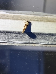 Philenora aspectalella