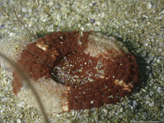 Capnea sanguinea