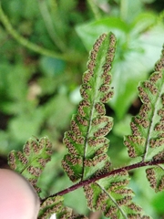Cheilanthes nudiuscula