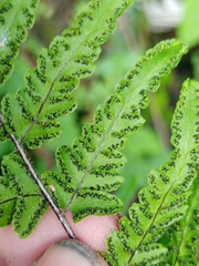Cheilanthes nudiuscula