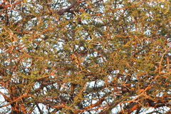 Cisticola fulvicapilla fulvicapilla