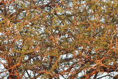 Cisticola fulvicapilla fulvicapilla
