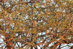 Cisticola fulvicapilla fulvicapilla
