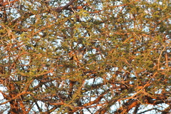 Cisticola fulvicapilla fulvicapilla