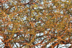 Cisticola fulvicapilla fulvicapilla