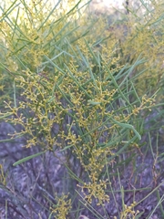 Acacia williamsonii