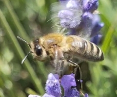Apis mellifera