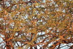 Cisticola fulvicapilla fulvicapilla