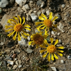 Hymenoxys cooperi