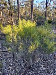 Acacia williamsonii