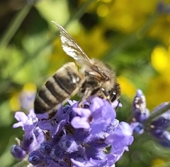Apis mellifera