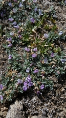 Astragalus kentrophyta tegetarius
