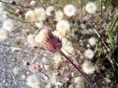 Erigeron acris