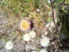 Erigeron acris