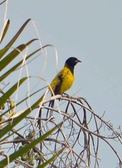 Icterus prosthemelas