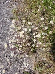 Erigeron acris
