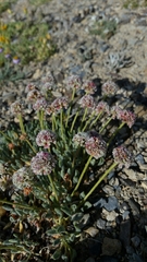 Eriogonum gracilipes