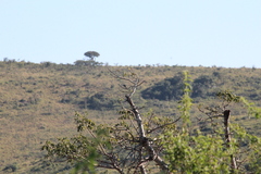 Batis molitor molitor