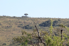 Batis molitor molitor