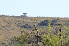 Batis molitor molitor