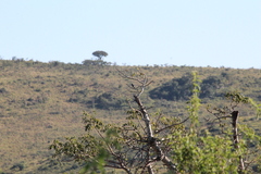 Batis molitor molitor