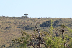 Batis molitor molitor