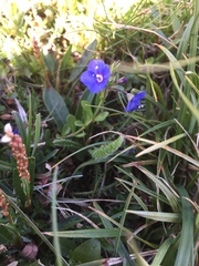 Veronica fruticans