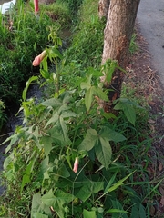 Abelmoschus moschatus