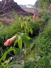 Abelmoschus moschatus