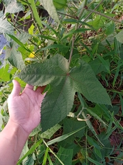 Abelmoschus moschatus