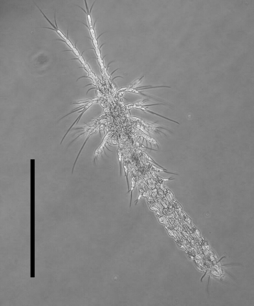Mystacocaridans