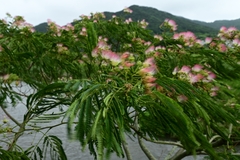 Albizia julibrissin