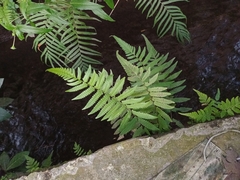 Christella subpubescens