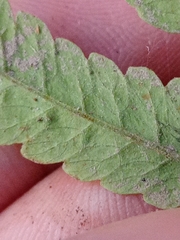 Christella subpubescens