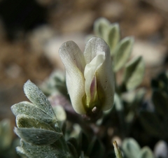 Astragalus calycosus calycosus